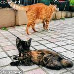 Brannon Fahey Profile Picture