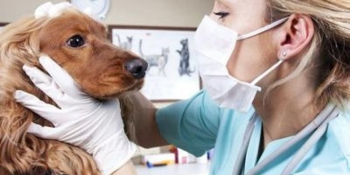Heart Disease in Dogs Dog Cardiologist