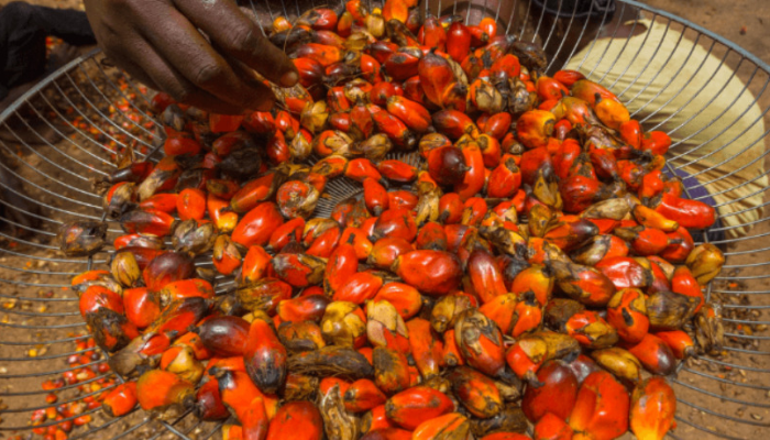 7 steps to successfully export palm oil in 2025 - Businessday NG