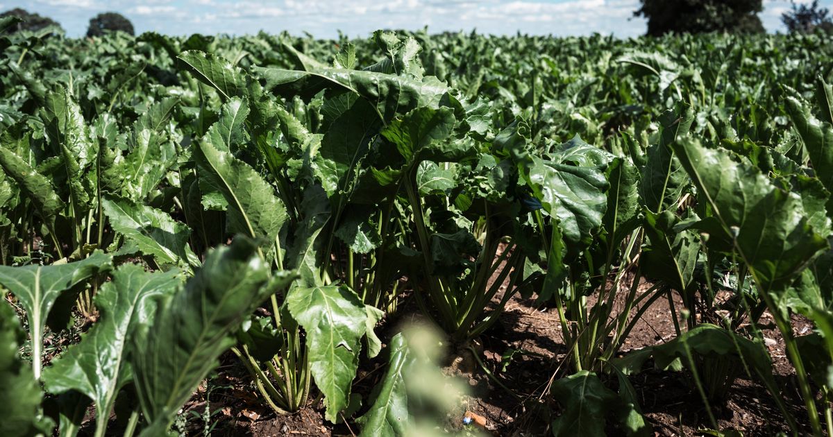 World's healthiest 'superfood' which lowers blood pressure and gives you energy and loved by Romans - Surrey Live