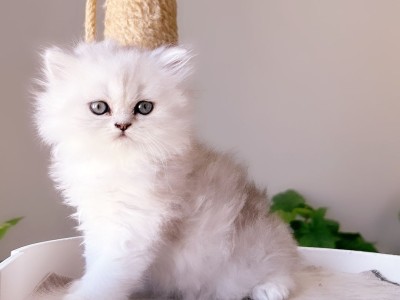 Persian kittens - kitties For Sale | Ragdoll Kittens | Munchkin kittens