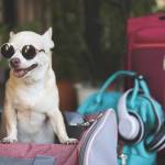 dog handbag Profile Picture