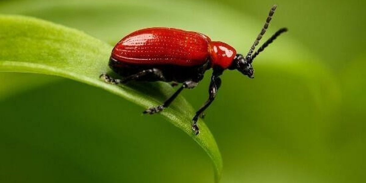 Bet9Ja Promotion Code 2025: YOHAIG - ₦100K Welcome Bonus & Free BET