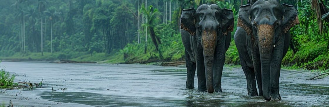 Palotoa Amazon Travel Cover Image