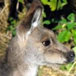 Private Sydney tours Profile Picture